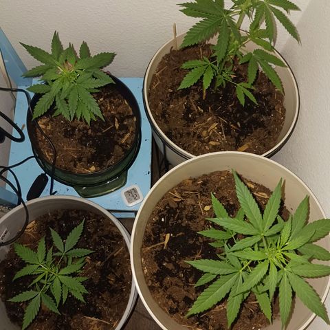 Orion F1 Autoflower growlog timeline photo
