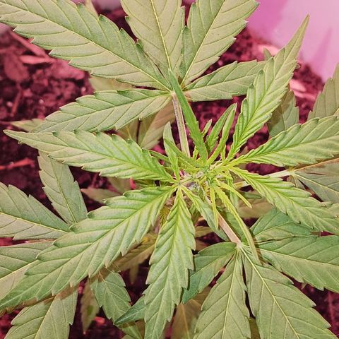 Orion F1 Autoflower growlog timeline photo