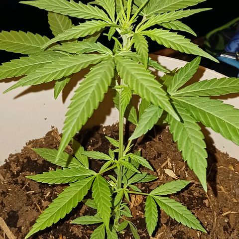 Orion F1 Autoflower growlog timeline photo