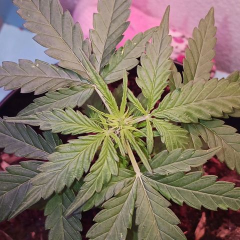 Orion F1 Autoflower growlog timeline photo