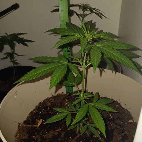 Orion F1 Autoflower growlog timeline photo
