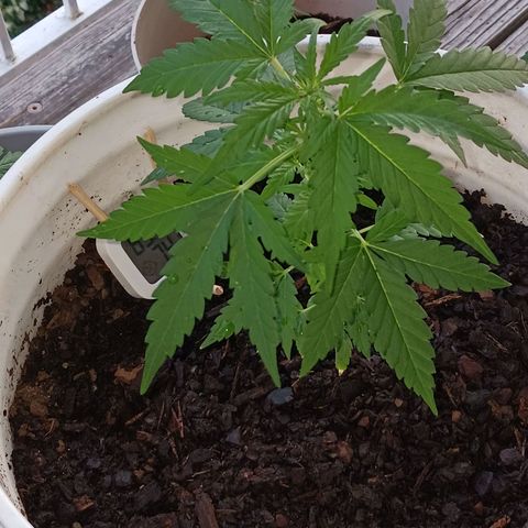 Quick One growlog timeline photo