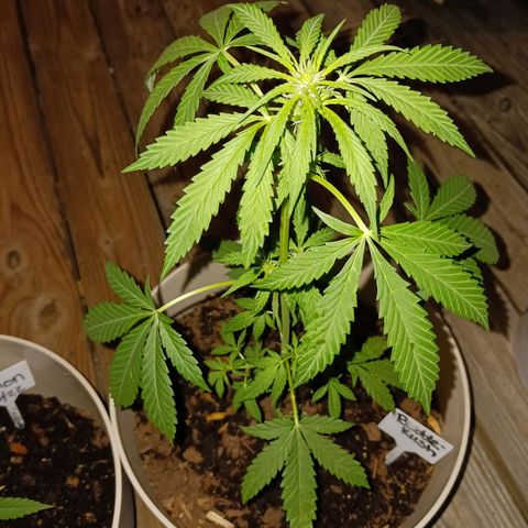 Bubble Kush Autoflower  growlog timeline photo