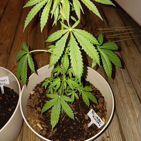 Bubble Kush Autoflower  growlog timeline photo