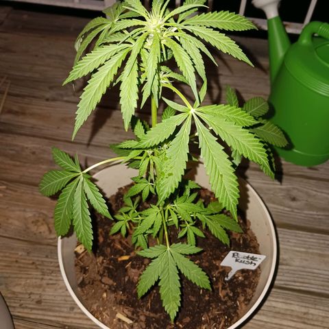 Bubble Kush Autoflower  growlog timeline photo