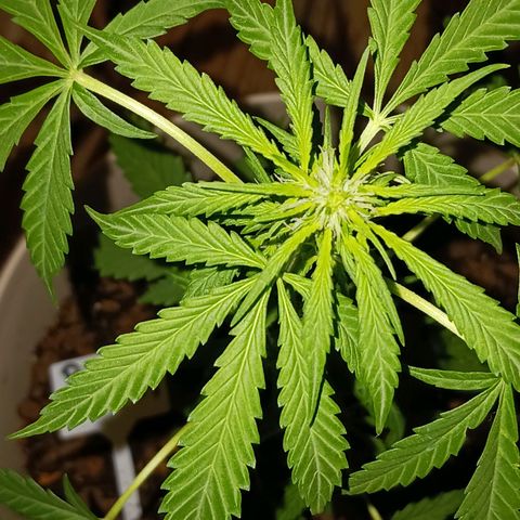 Bubble Kush Autoflower  growlog timeline photo