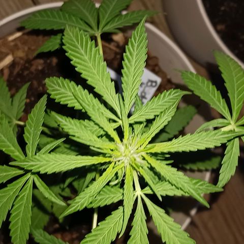 Bubble Kush Autoflower  growlog timeline photo