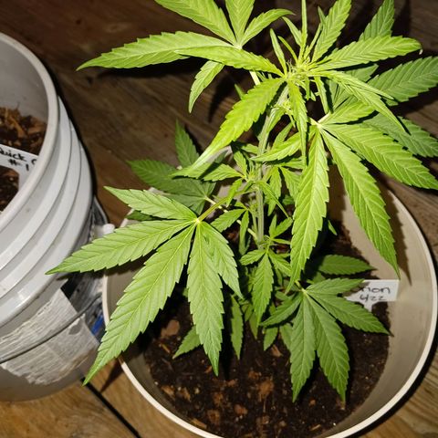 Orion F1 Autoflower growlog timeline photo