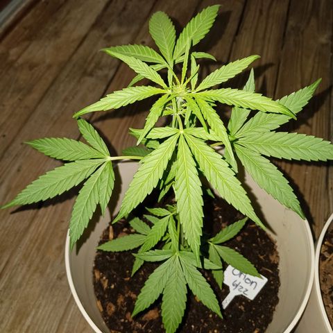 Orion F1 Autoflower growlog timeline photo