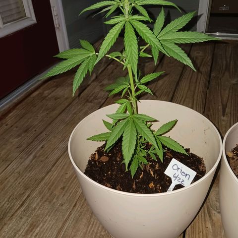 Orion F1 Autoflower growlog timeline photo