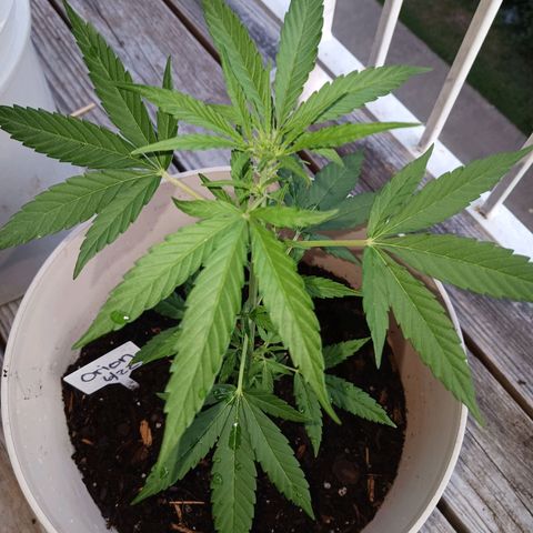 Orion F1 Autoflower growlog timeline photo