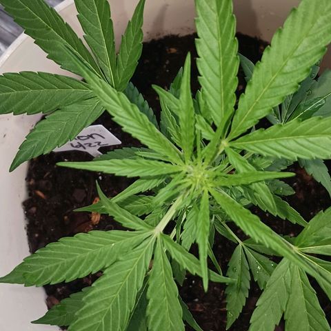 Orion F1 Autoflower growlog timeline photo