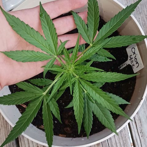 Orion F1 Autoflower growlog timeline photo