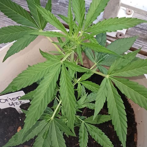 Orion F1 Autoflower growlog timeline photo