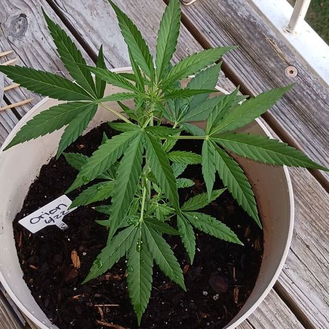 Orion F1 Autoflower growlog timeline photo