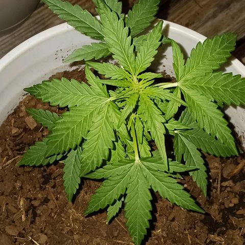 Quick One growlog timeline photo