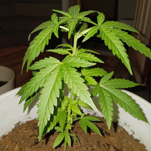 Quick One growlog timeline photo