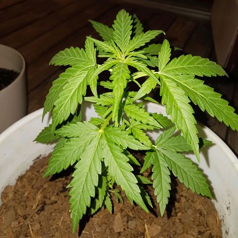 Quick One growlog timeline photo