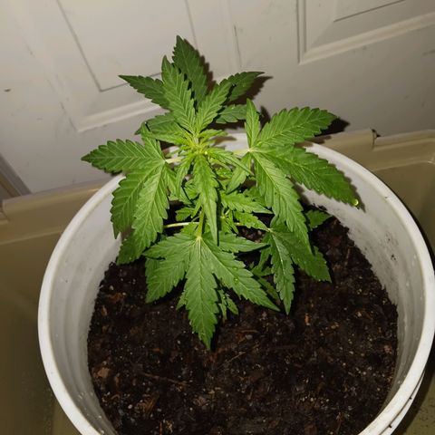 Quick One growlog timeline photo
