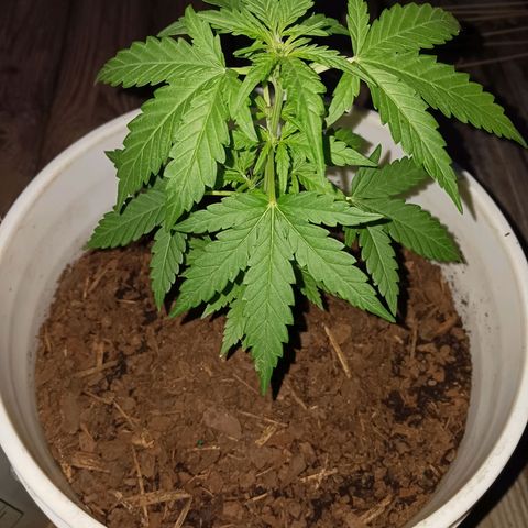 Quick One growlog timeline photo