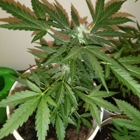 Quick One growlog timeline photo