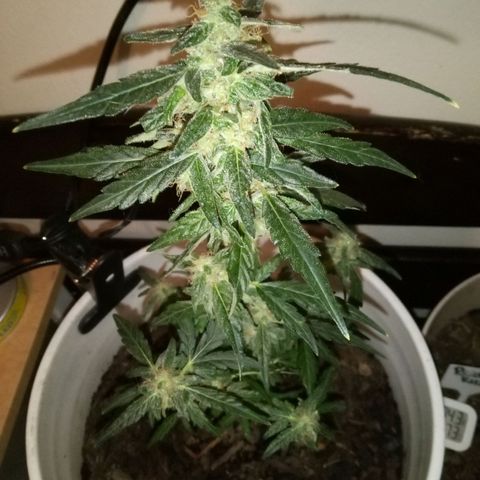 Quick One growlog timeline photo