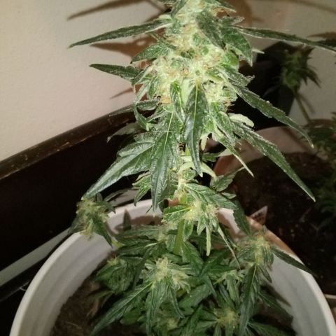 Quick One growlog timeline photo