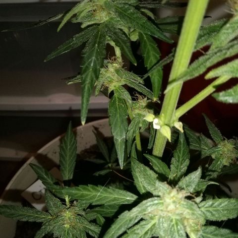 Orion F1 Autoflower growlog timeline photo
