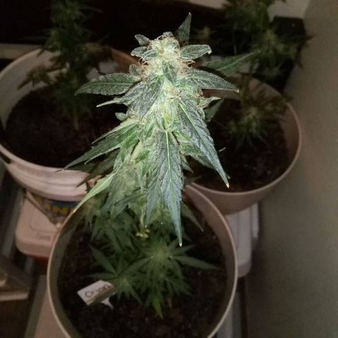 Orion F1 Autoflower growlog timeline photo