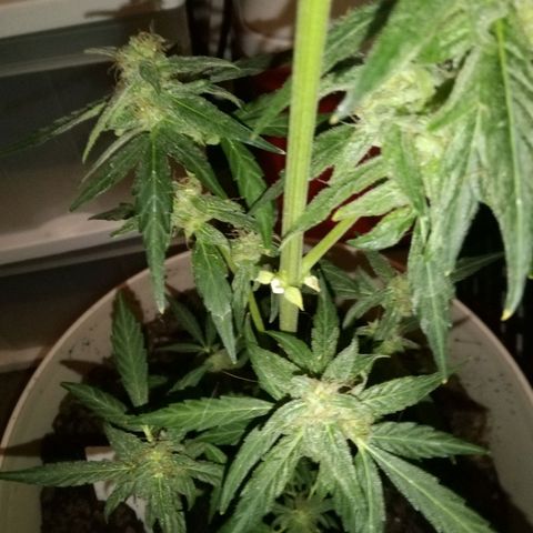 Orion F1 Autoflower growlog timeline photo