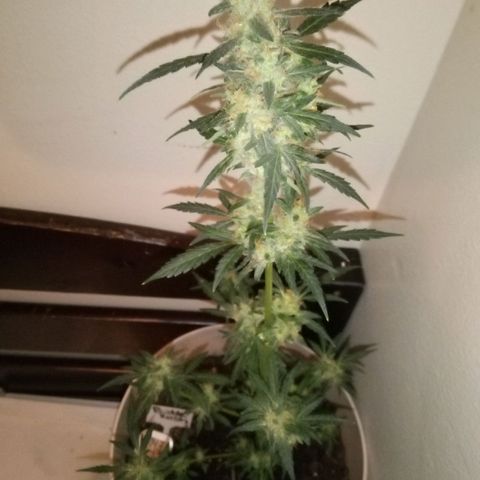 Bubble Kush Autoflower  growlog timeline photo