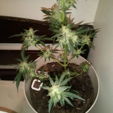 Bubble Kush Autoflower  growlog timeline photo