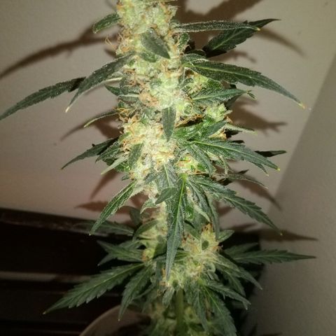 Bubble Kush Autoflower  growlog timeline photo