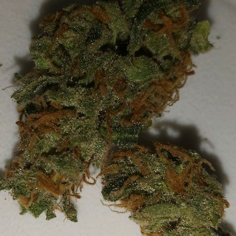 Orion F1 Autoflower growlog timeline photo