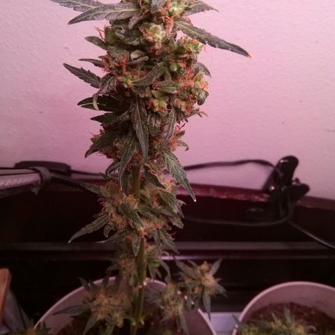 Orion F1 Autoflower growlog timeline photo