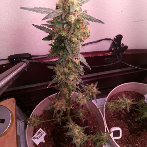 Orion F1 Autoflower growlog timeline photo