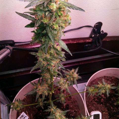 Orion F1 Autoflower growlog timeline photo
