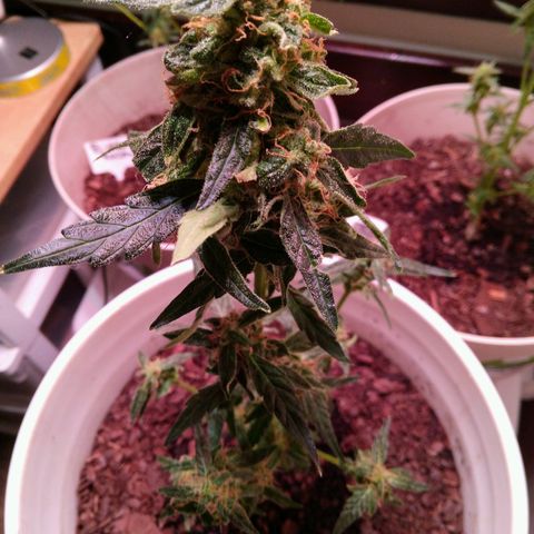 Orion F1 Autoflower growlog timeline photo