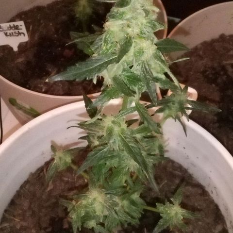 Orion F1 Autoflower growlog timeline photo