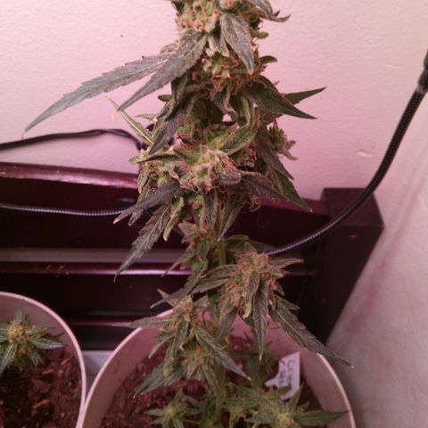 Orion F1 Autoflower growlog timeline photo