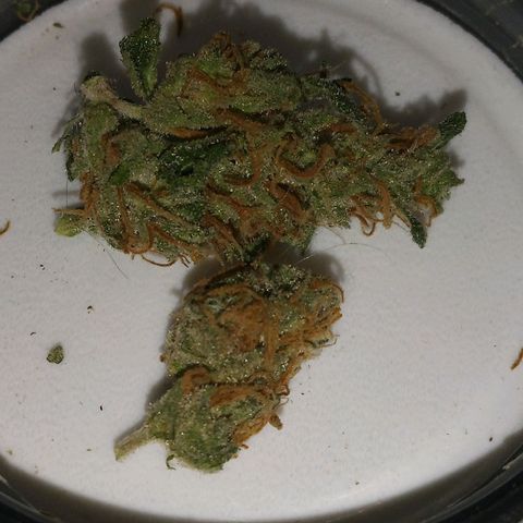 Orion F1 Autoflower growlog timeline photo