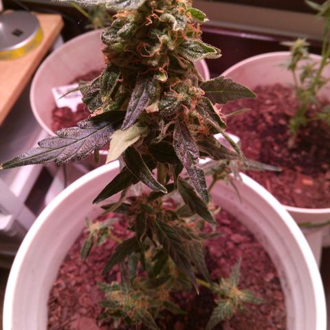 Orion F1 Autoflower growlog timeline photo