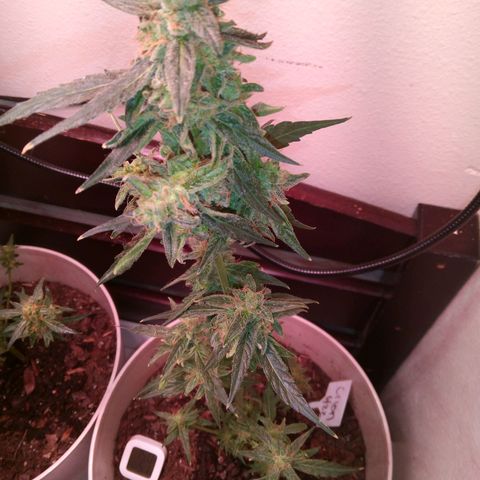 Orion F1 Autoflower growlog timeline photo