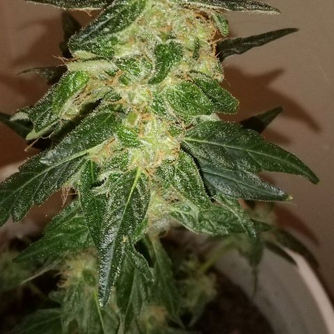 Orion F1 Autoflower growlog timeline photo