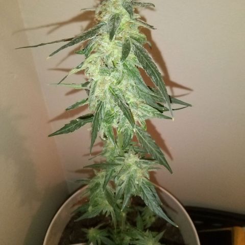Orion F1 Autoflower growlog timeline photo