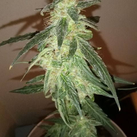 Orion F1 Autoflower growlog timeline photo