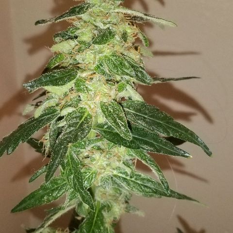 Orion F1 Autoflower growlog timeline photo