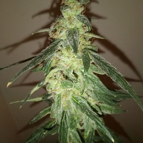 Orion F1 Autoflower growlog timeline photo