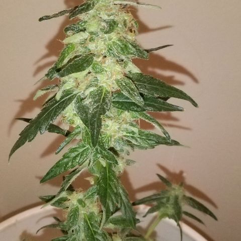 Orion F1 Autoflower growlog timeline photo