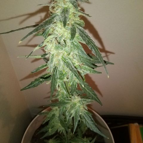 Orion F1 Autoflower growlog timeline photo